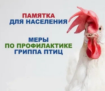 Памятка населению по гриппу птиц.